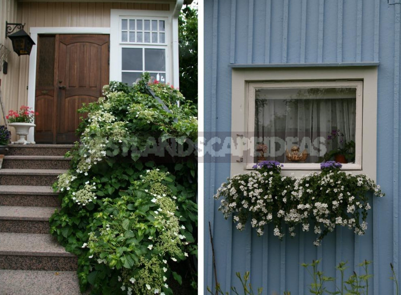 Finnish Garden: Features of Ornamental Gardening in Finland