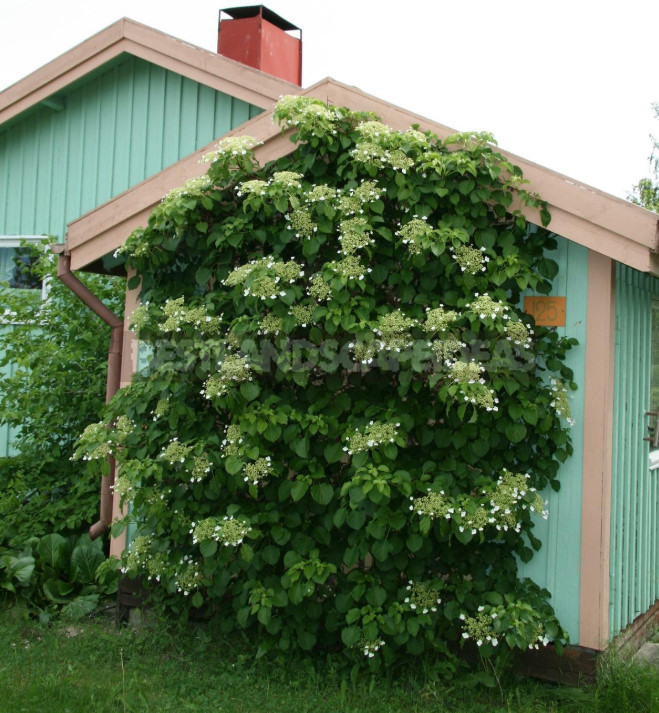 Finnish Garden: Features of Ornamental Gardening in Finland