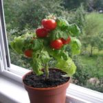 Feeding Tomato Seedlings With a Lack of Nutrients