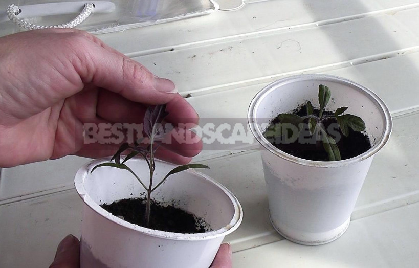 Feeding Tomato Seedlings With a Lack of Nutrients