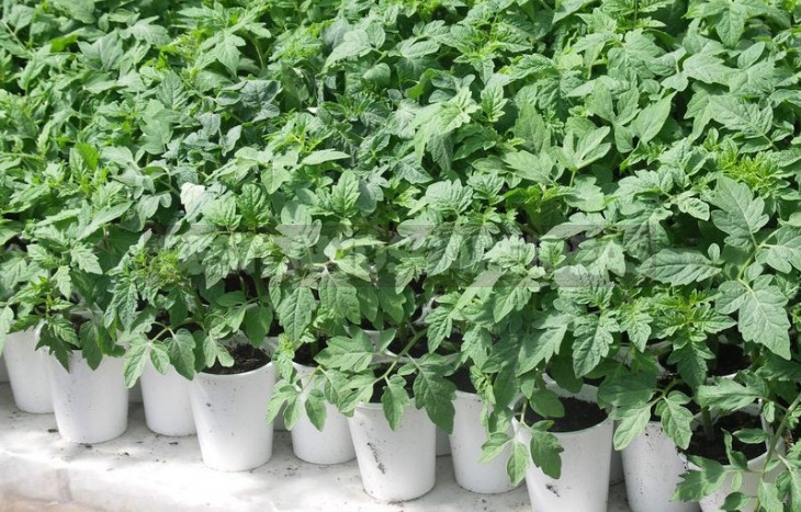 Feeding Tomato Seedlings With a Lack of Nutrients