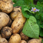 How to Get a Good Potato Crop