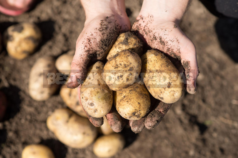How to Get a Good Potato Crop