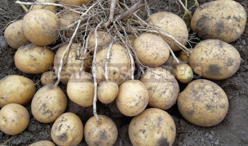 How to Get a Good Potato Crop