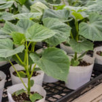 How to Grow Great Cucumbers: How to Care for Seedlings (Part 1)