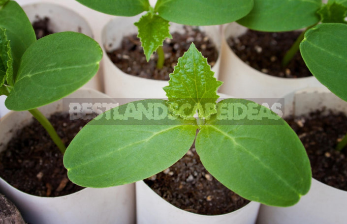 How to Grow Great Cucumbers: How to Care for Seedlings (Part 2)