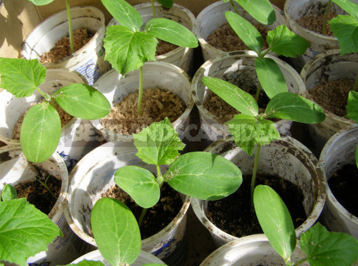 How to Grow Great Cucumbers: How to Care for Seedlings (Part 2)