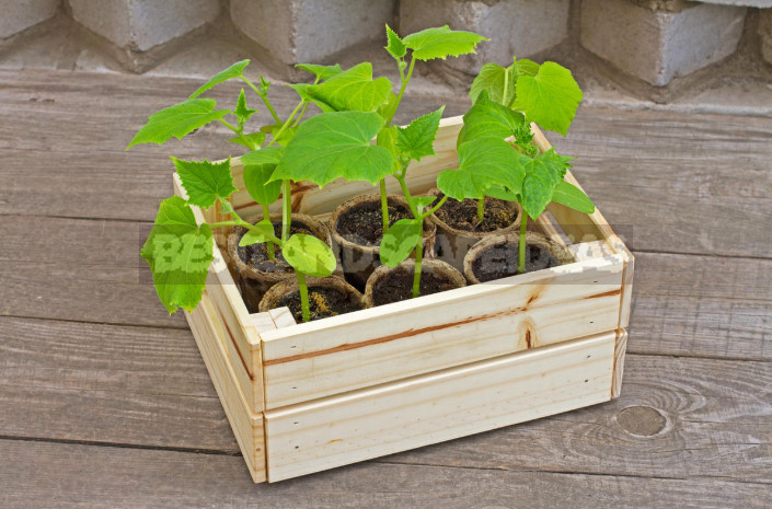 How to Grow Great Cucumbers: How to Care for Seedlings (Part 1)