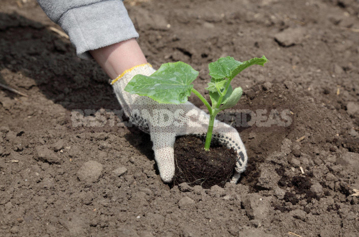 How to Grow Great Cucumbers: How to Care for Seedlings (Part 1)