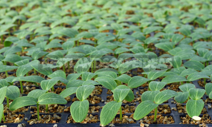 How to Grow Great Cucumbers: How to Care for Seedlings (Part 1)