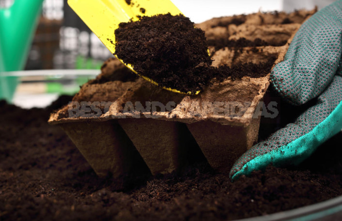 How to Grow Great Cucumbers: How to Care for Seedlings (Part 1)