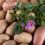Potatoes in June: How to Get an Early Harvest (Part 1)