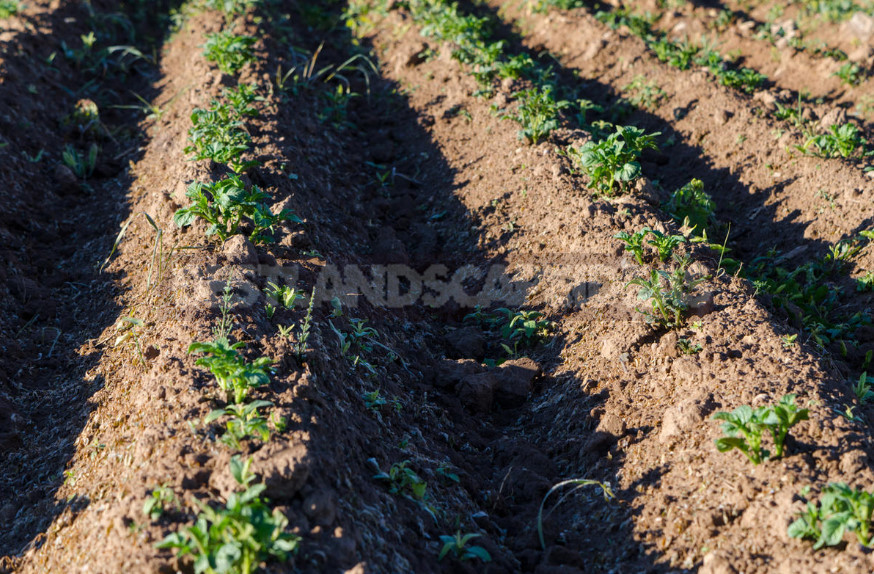 Potatoes in June: How to Get an Early Harvest (Part 2)
