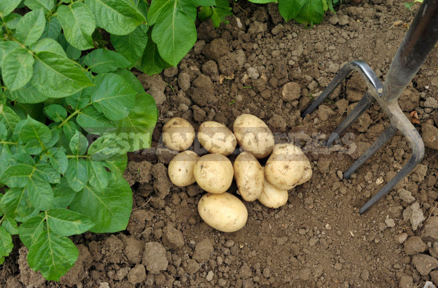 Potatoes in June: How to Get an Early Harvest (Part 2)