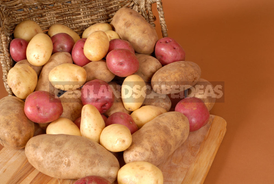 Potatoes in June: How to Get an Early Harvest (Part 1)