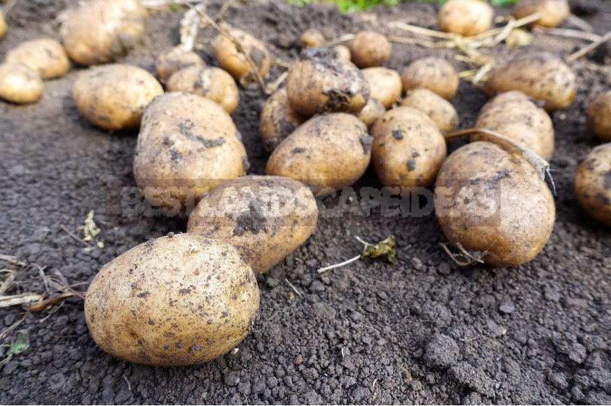 Potatoes in June: How to Get an Early Harvest (Part 1)