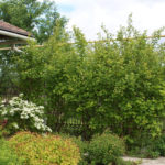 Hedge to Decorate the Fence: a Spectacular and Hardy Plants