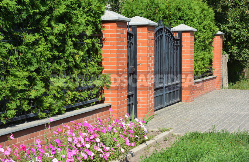 Hedge to Decorate the Fence: a Spectacular and Hardy Plants