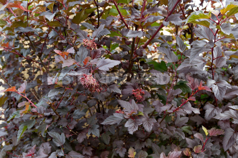 Hedge to Decorate the Fence: a Spectacular and Hardy Plants