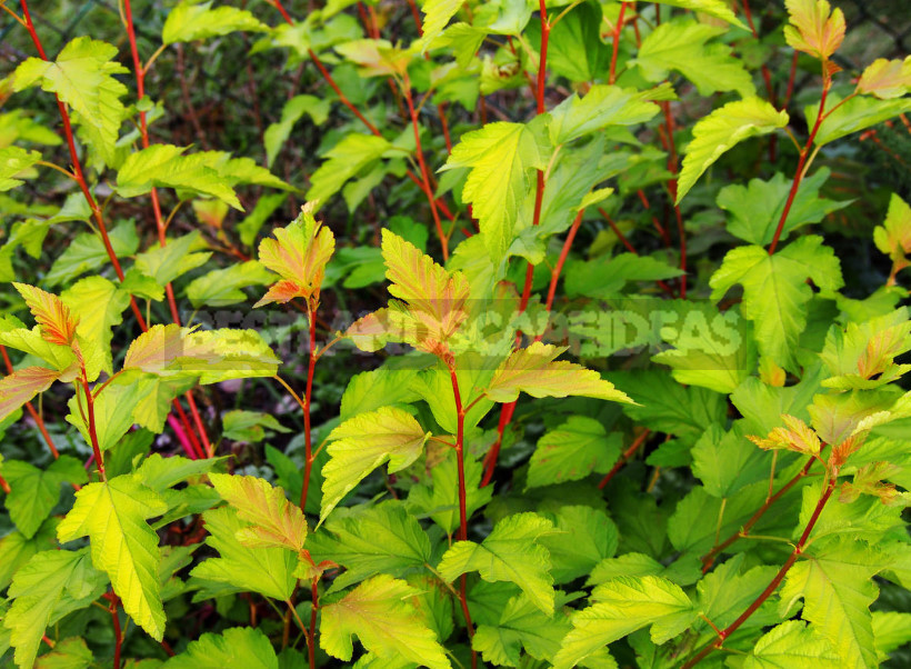 Hedge to Decorate the Fence: a Spectacular and Hardy Plants