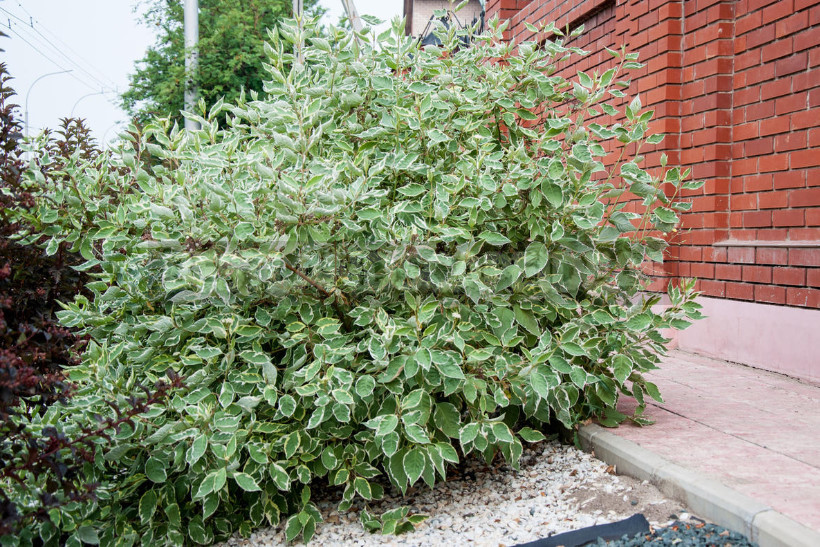 Hedge to Decorate the Fence: a Spectacular and Hardy Plants