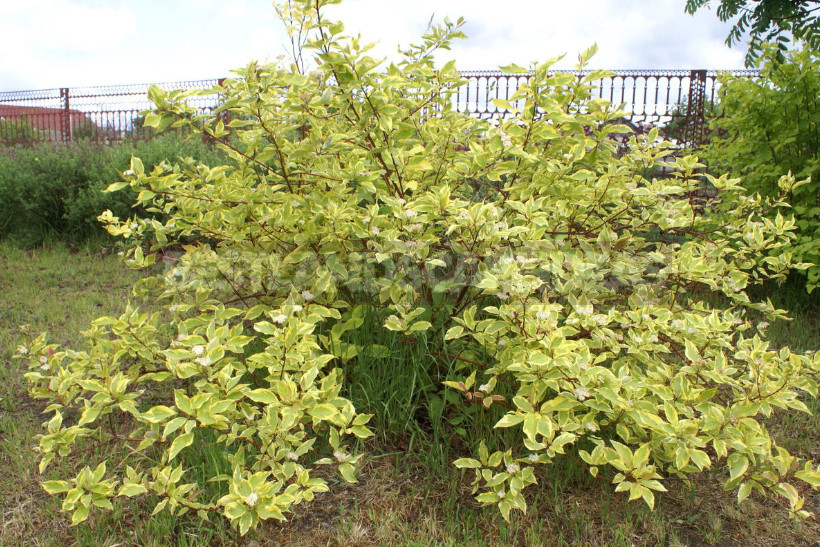 Hedge to Decorate the Fence: a Spectacular and Hardy Plants