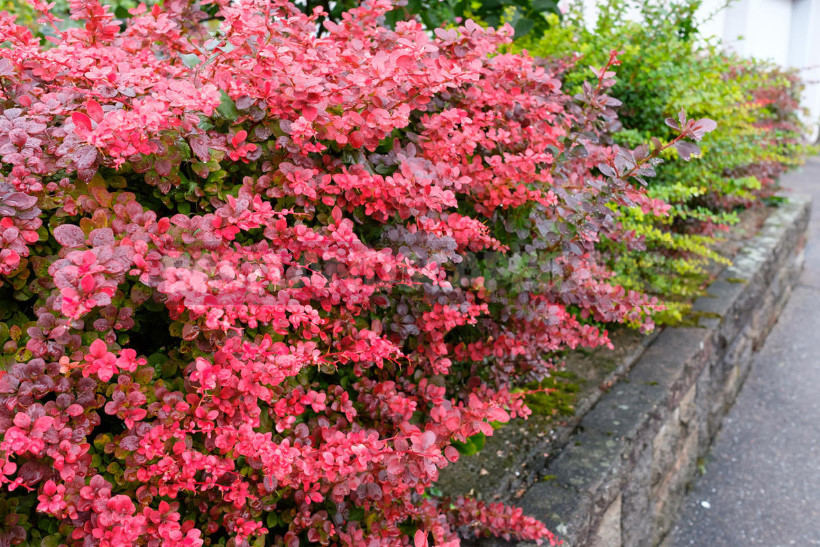Hedge to Decorate the Fence: a Spectacular and Hardy Plants