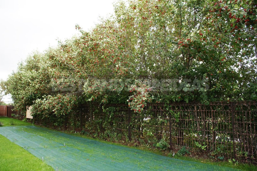 Hedge to Decorate the Fence: a Spectacular and Hardy Plants