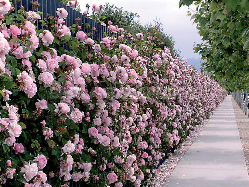 Hedge to Decorate the Fence: a Spectacular and Hardy Plants