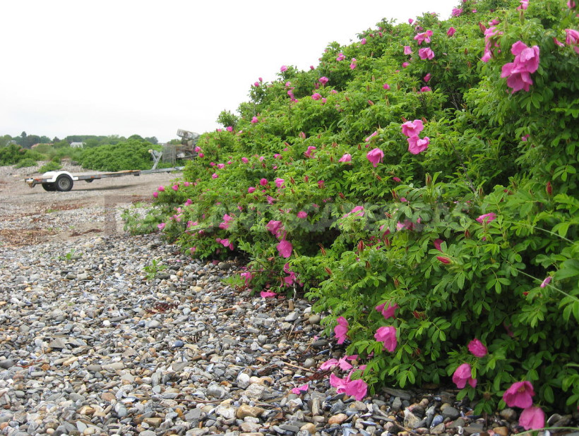 Hedge to Decorate the Fence: a Spectacular and Hardy Plants