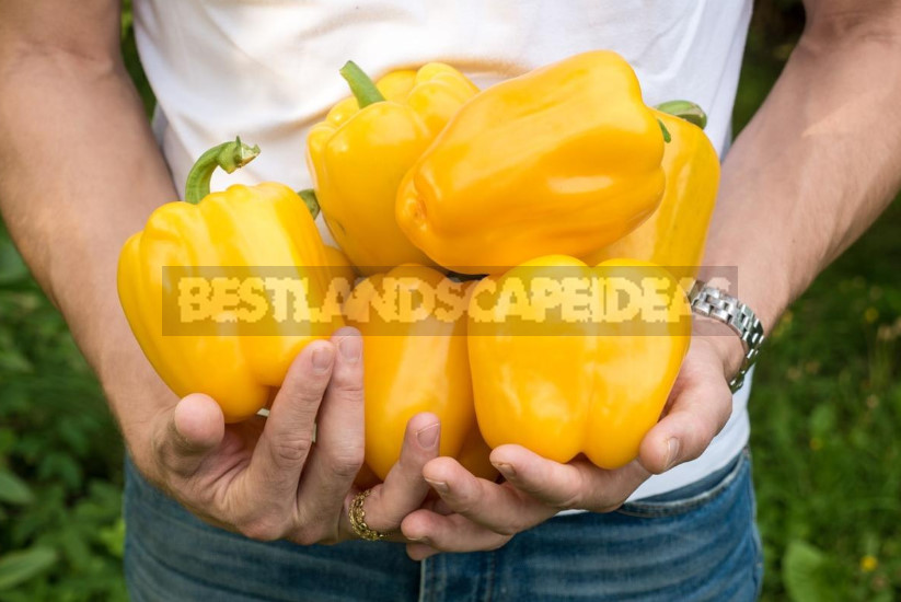 How to Make Moving Peppers From Home to Greenhouse Comfortable