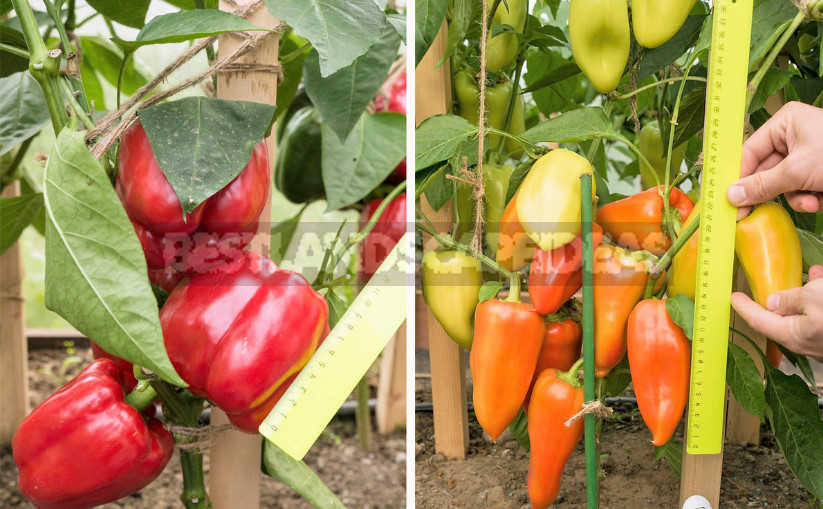 How to Make Moving Peppers From Home to Greenhouse Comfortable