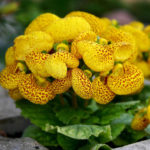 Ideas for Creative Flower Beds