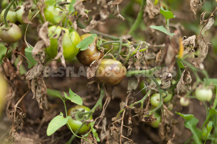 Iodine From Phytophthora and Other Fungal Plant Diseases