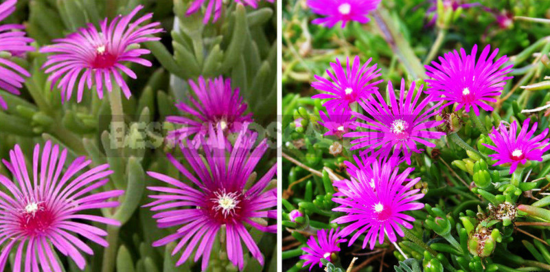 Plants-Doubles for Cottages: Pairs of Flowers-Annuals