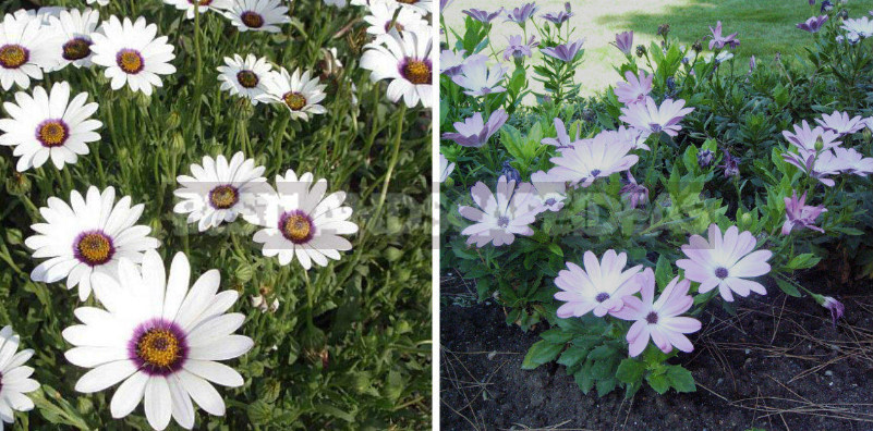 Plants-Doubles for Cottages: Pairs of Flowers-Annuals