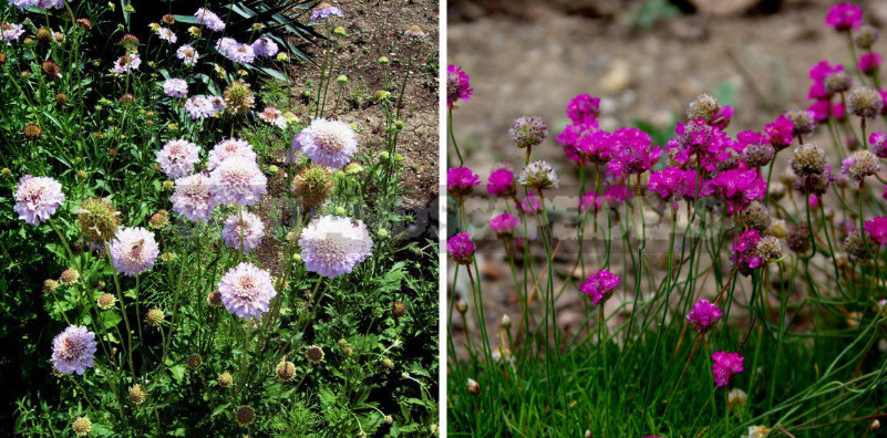 Plants-Doubles for Cottages: Pairs of Flowers-Annuals