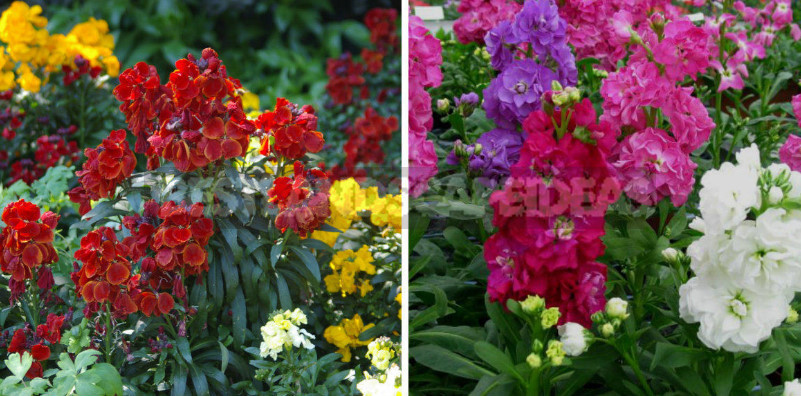 Plants-Doubles for Cottages: Pairs of Flowers-Annuals