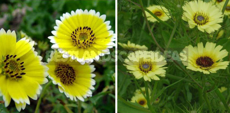 Plants-Doubles for Cottages: Pairs of Flowers-Annuals