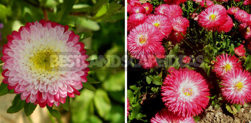 Plants-Doubles for Cottages: Pairs of Flowers-Annuals