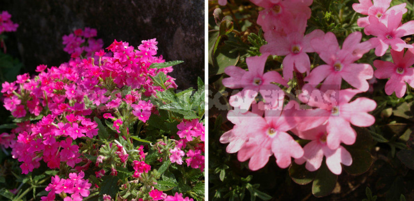 Plants-Doubles for Cottages: Pairs of Flowers-Annuals