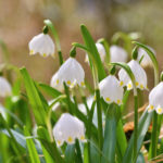 Leucojum: Views, Description, Photos. Planting and Reproduction.