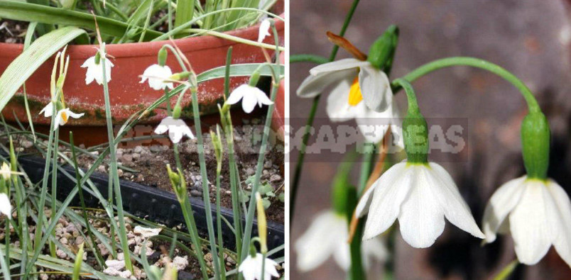 Leucojum: Views, Description, Photos. Planting and Reproduction.