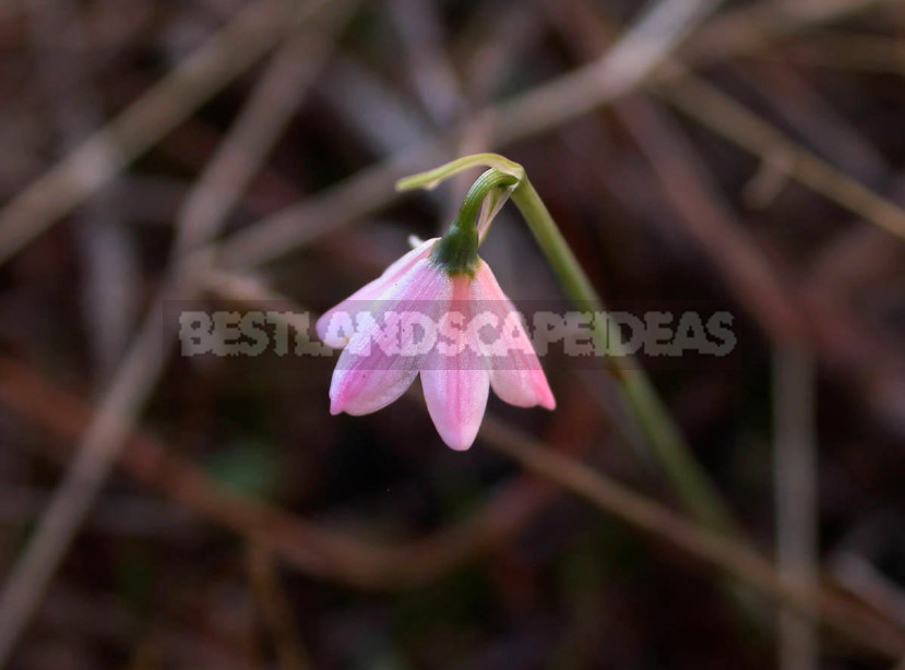 Leucojum: Views, Description, Photos. Planting and Reproduction.