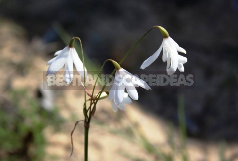 Leucojum: Views, Description, Photos. Planting and Reproduction.