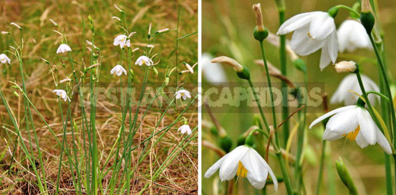 Leucojum: Views, Description, Photos. Planting and Reproduction.