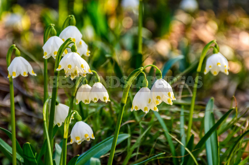 Leucojum: Views, Description, Photos. Planting and Reproduction.