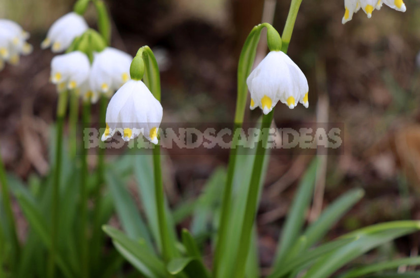 Leucojum: Views, Description, Photos. Planting and Reproduction.