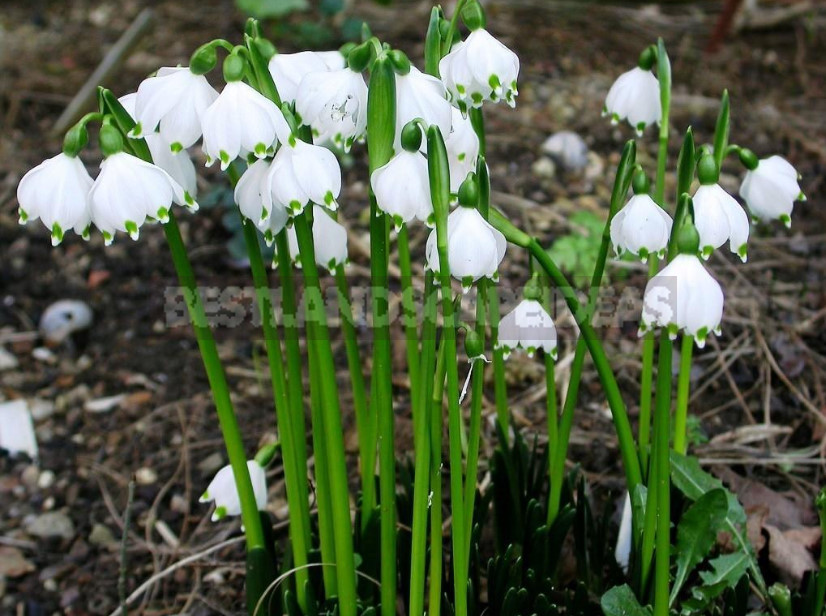 Leucojum: Views, Description, Photos. Planting and Reproduction.