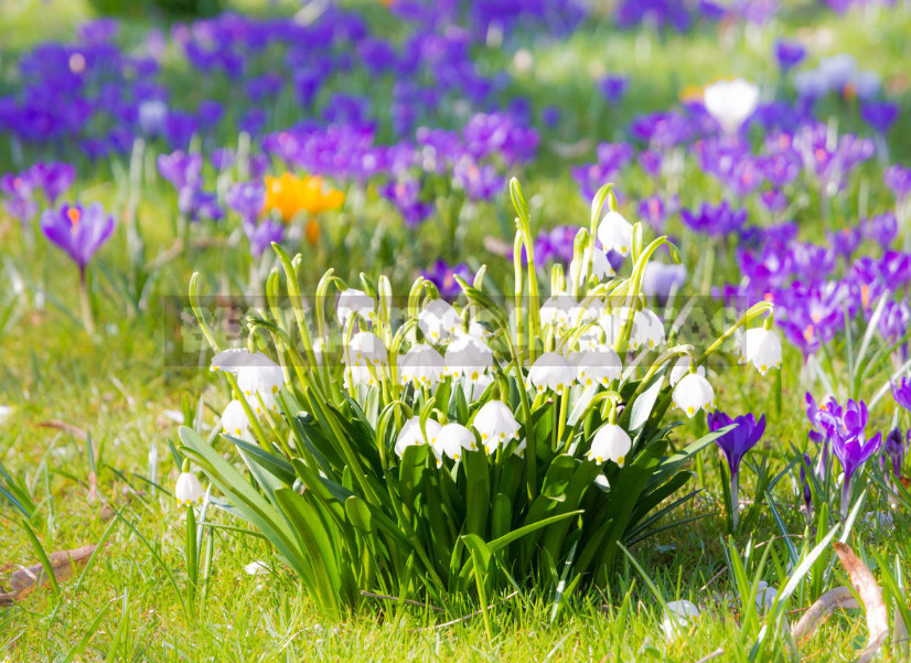 Leucojum: Views, Description, Photos. Planting and Reproduction.